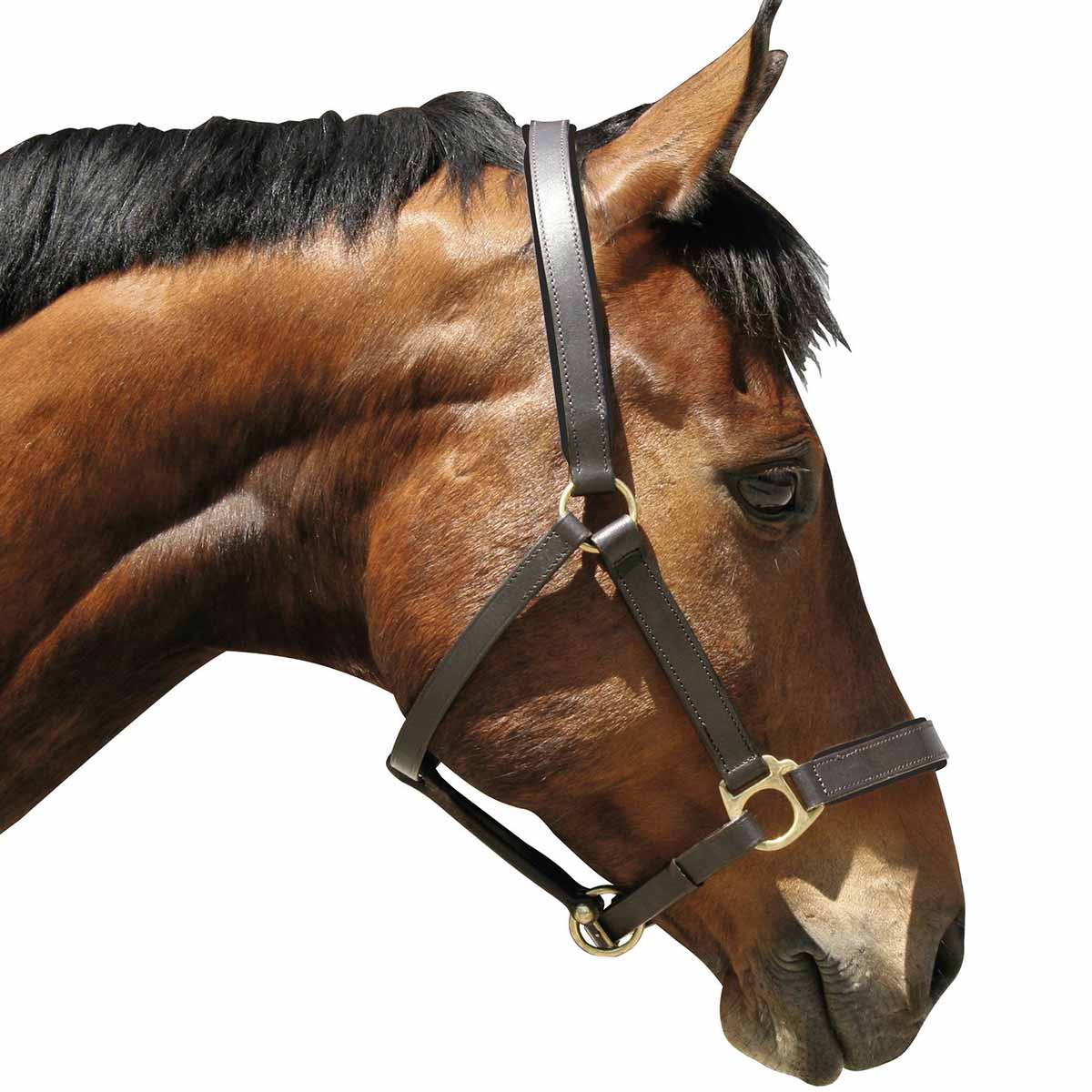 Pferdehalfter Eco Leder braun Pony