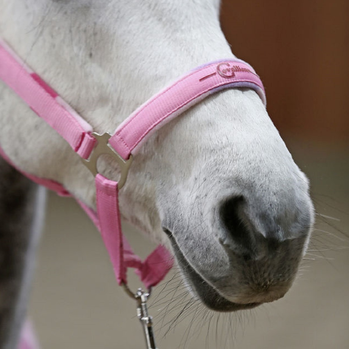 Halfter-Set Lilli Starlight mit Führstrick Pony