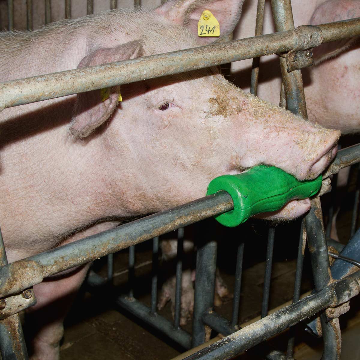 Beißzylinder für Schweine