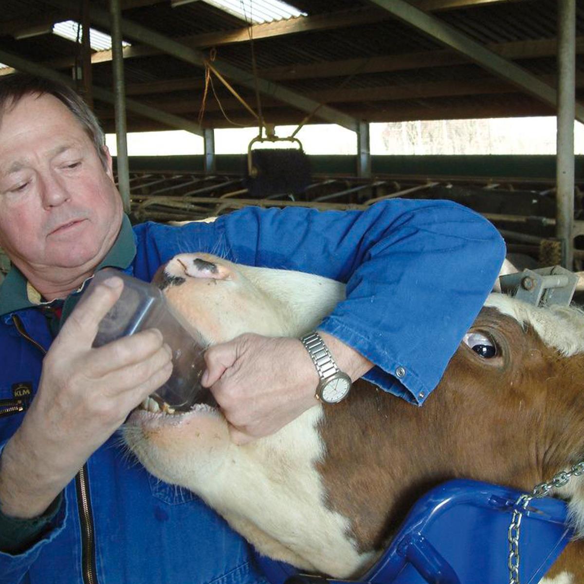 Vink-Kopfstütze für Kühe / Rinder