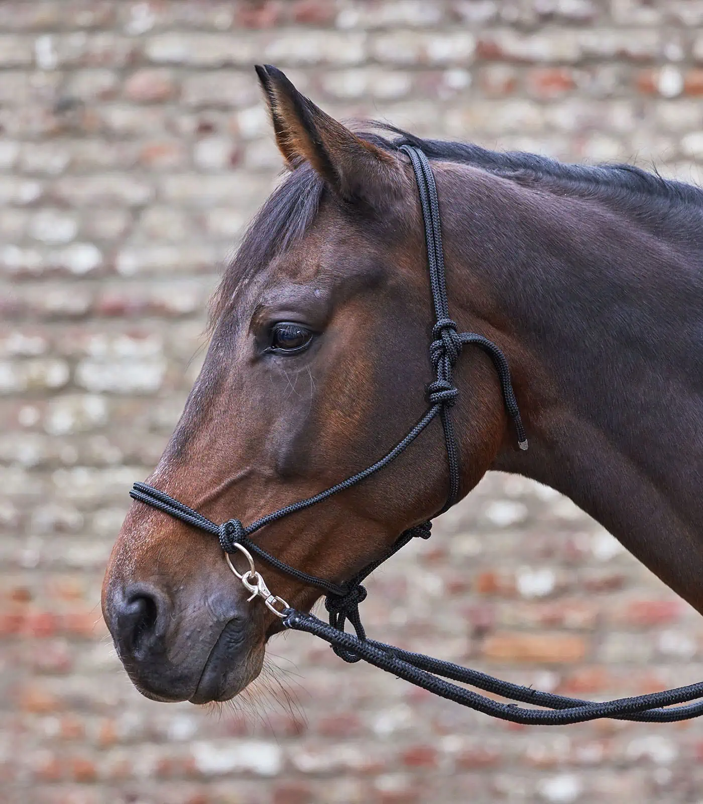 Waldhausen Knotenhalfter mit Zügel, schwarz, Pony