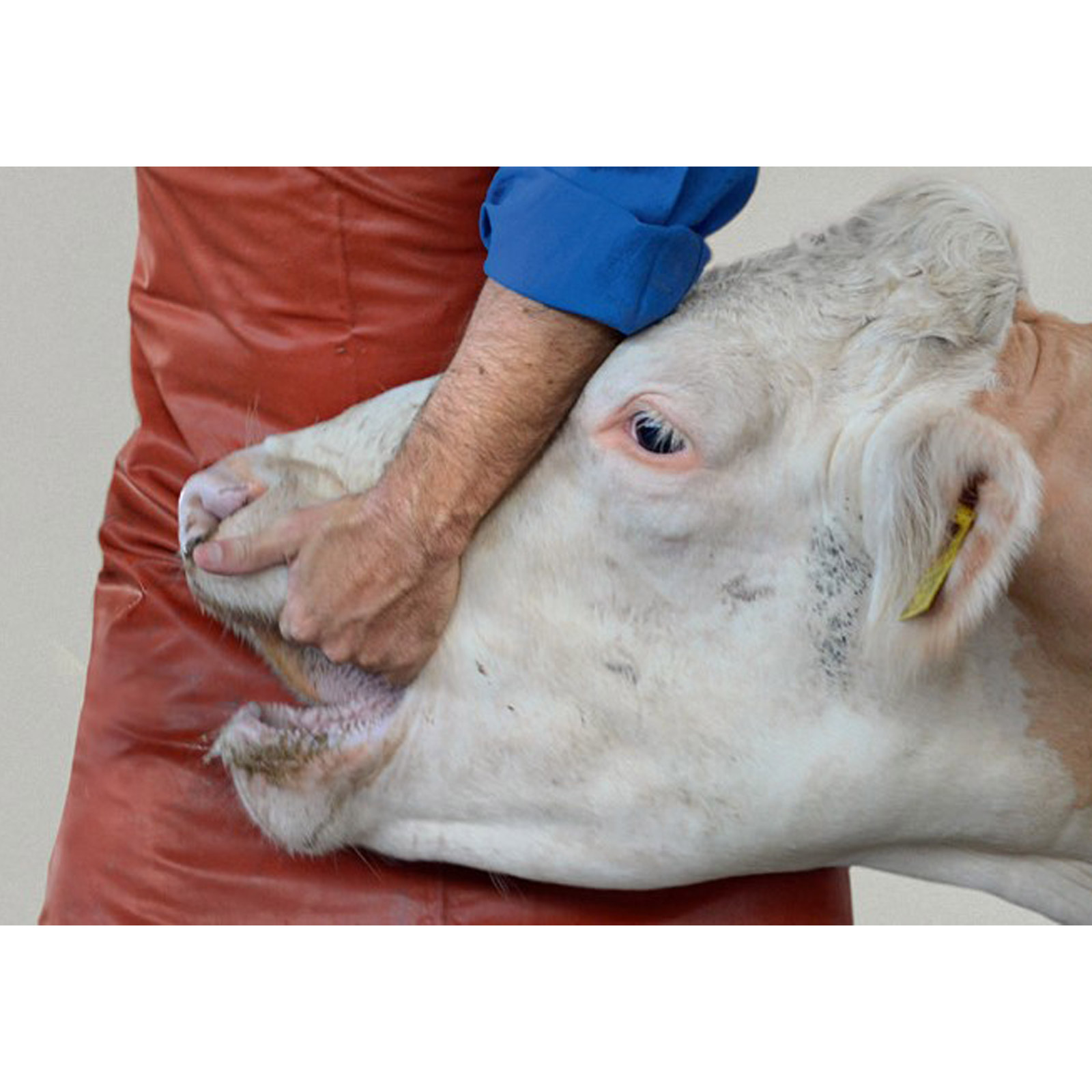 SENIOR Tabletten Eingeber für Kühe