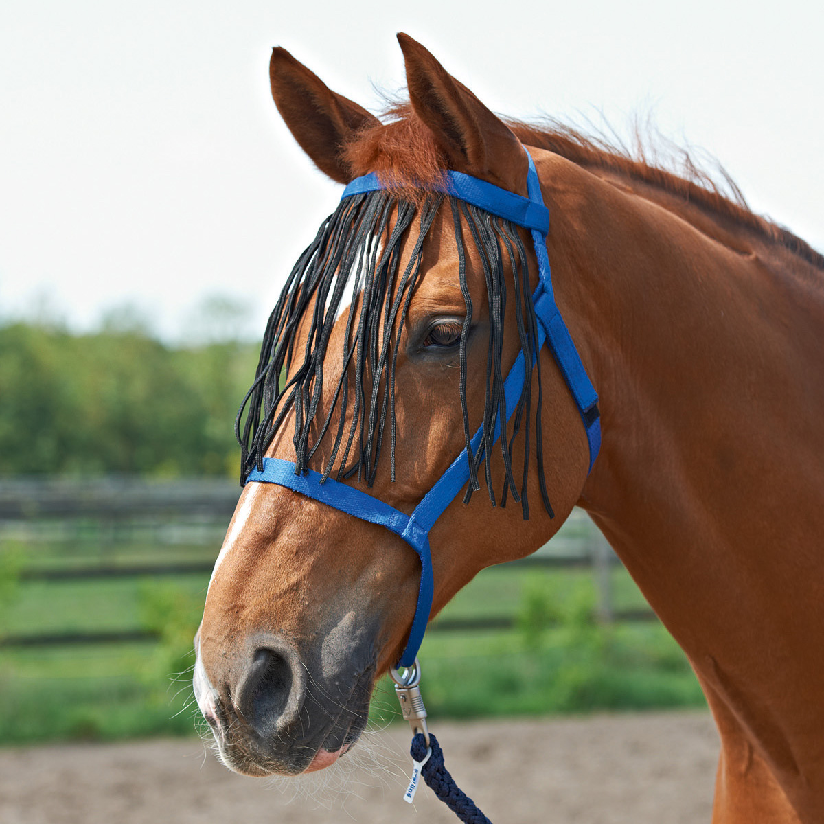 BUSSE Halfter WEIDE-FRANSEN royalblau Pony