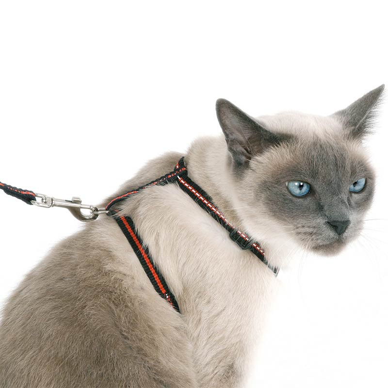 Kerbl Katzen Set REFLEKTIEREND 3-teilig mit Halsband, Geschirr und Leine