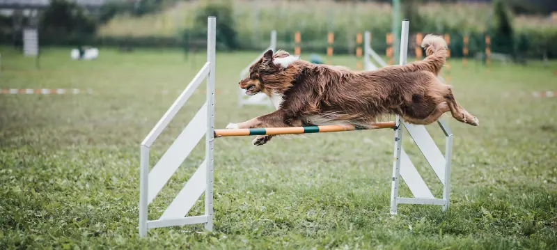 Hundetraining Zubehör