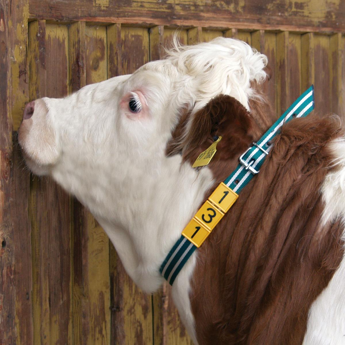 Halsmarkierungsband für Kühe weiß/schwarz 120 cm