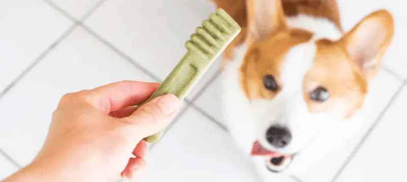 Hund Zahnpflege Snacks